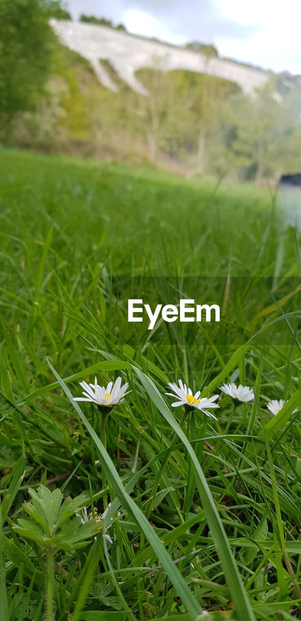 CLOSE-UP OF FLOWERING PLANTS ON LAND