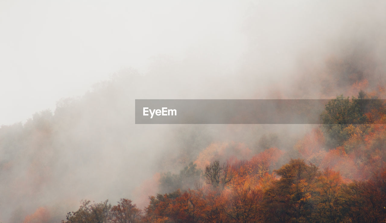 Trees in forest against sky during foggy weather