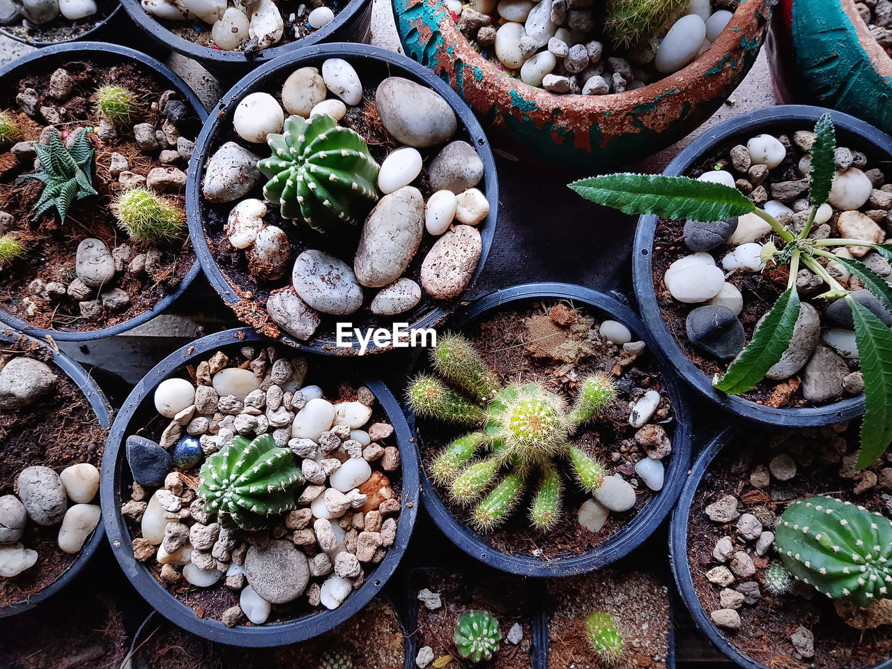 High angle view of various kinds of succulent plants in small pots