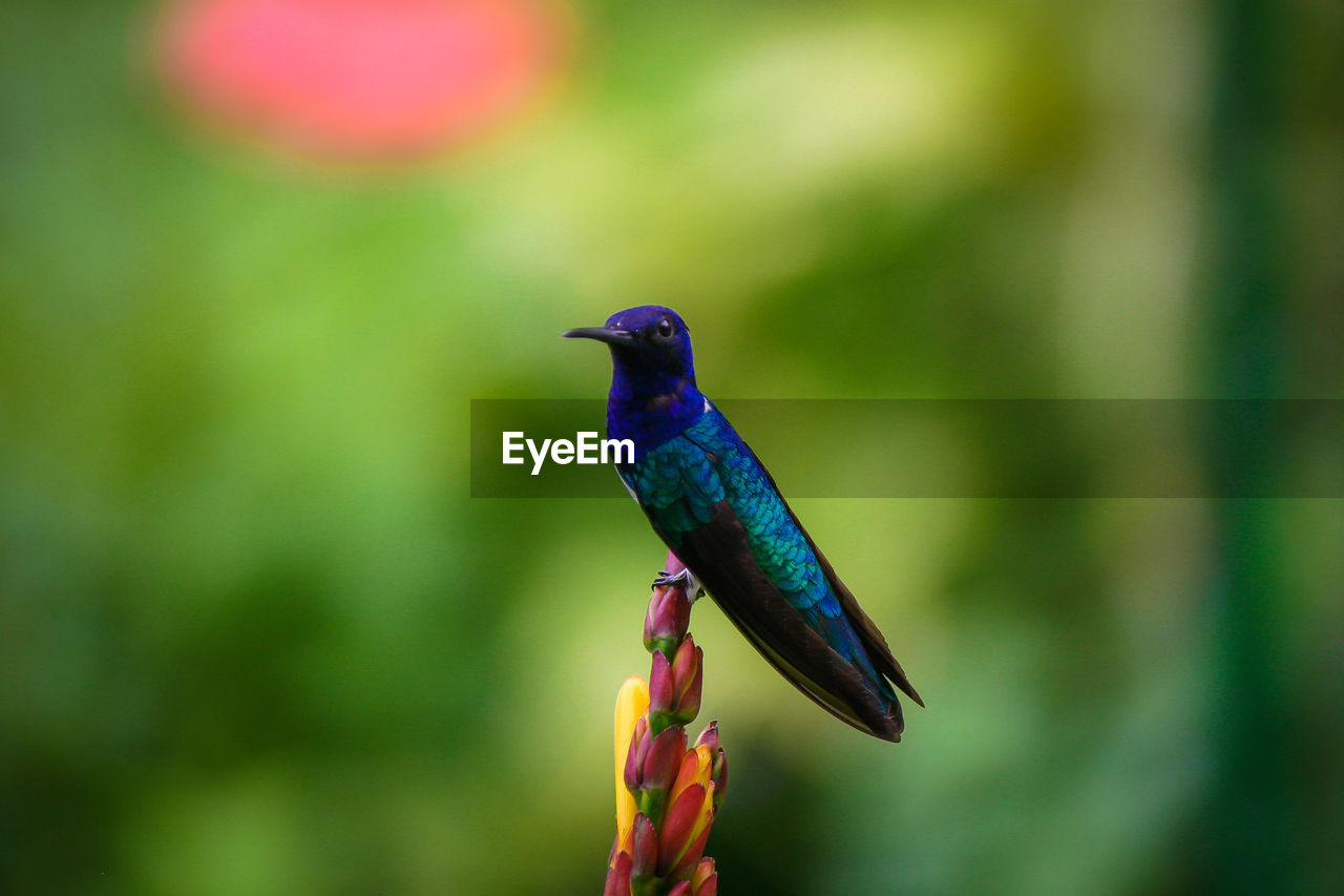 Close-up of bird perching on flower