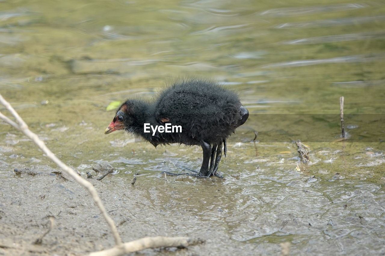 VIEW OF A DRINKING WATER