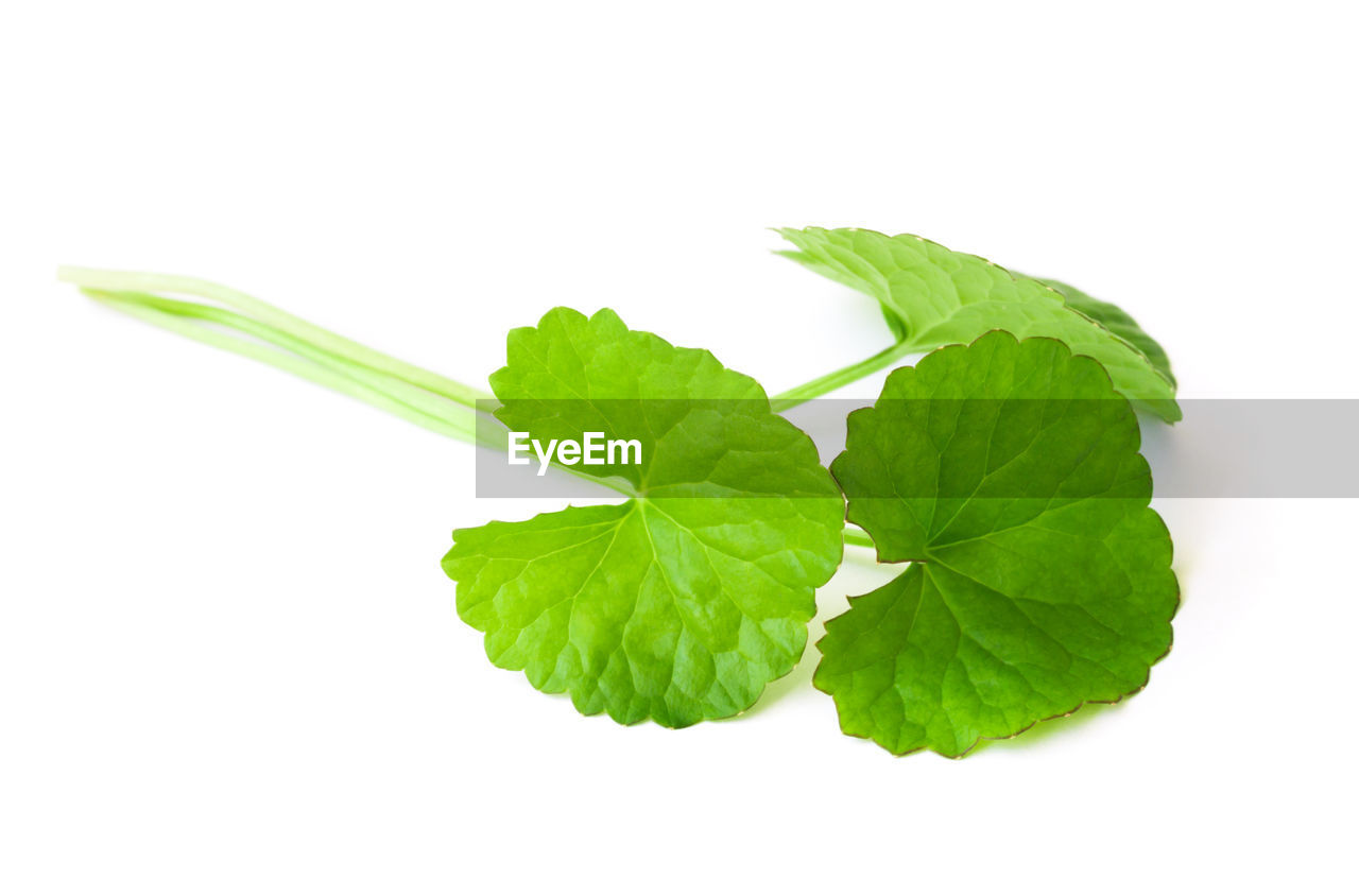 Close-up of centella asiatica leaves against white background