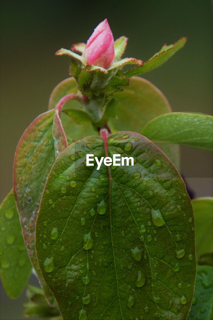 Close-up of wet plant