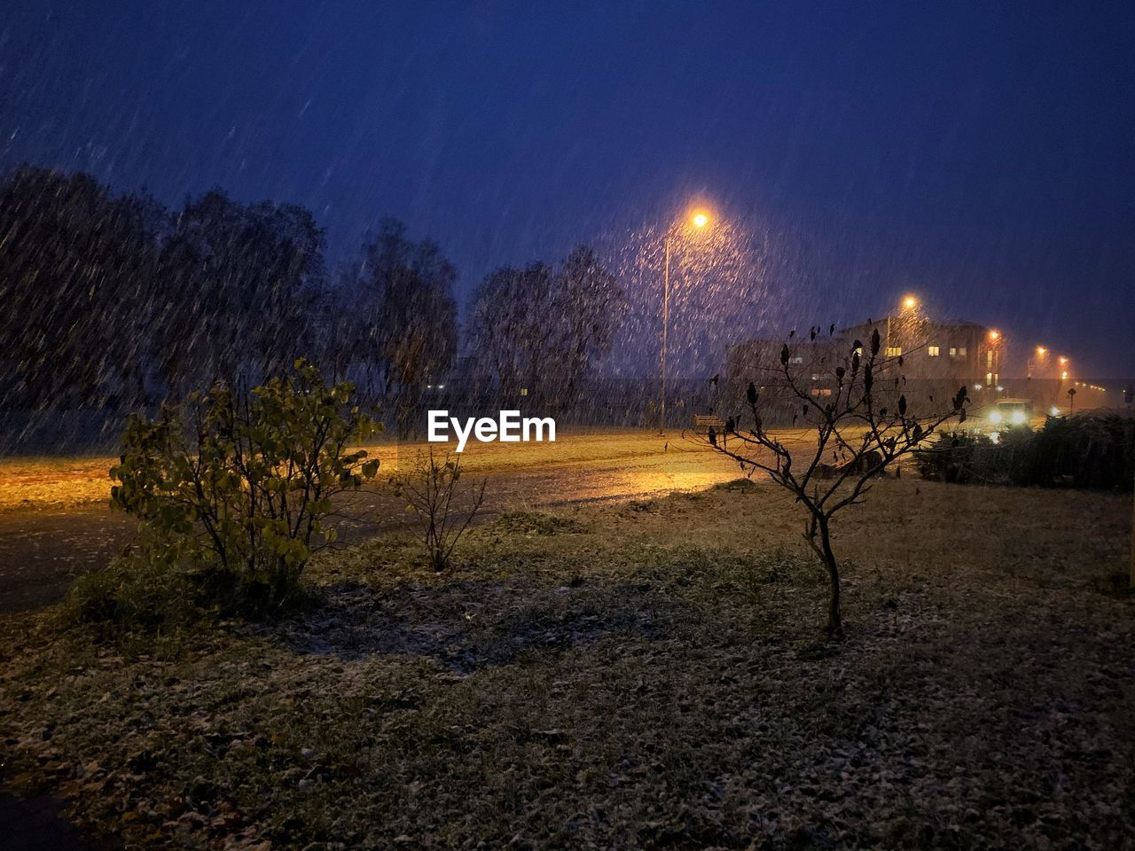 Bare trees on field against sky at night