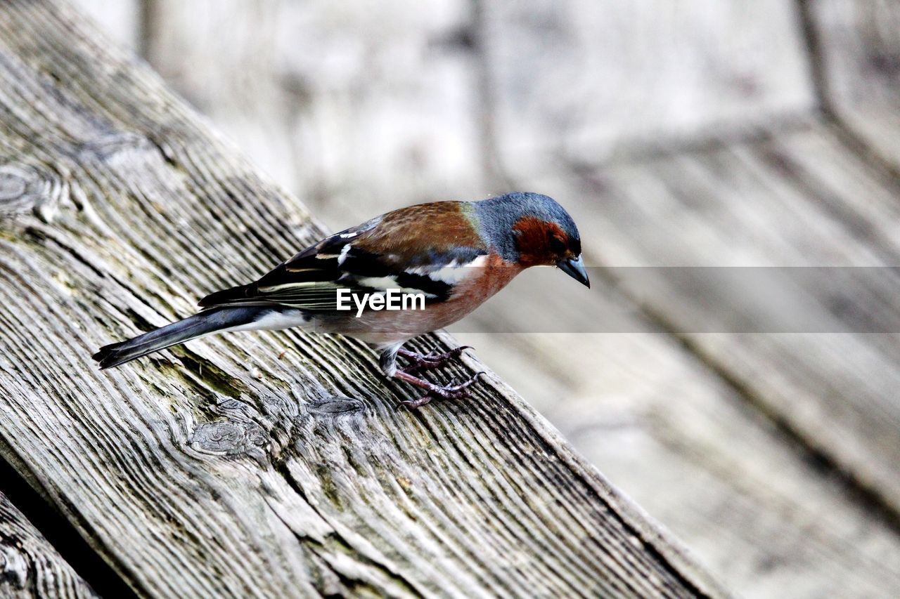 CLOSE-UP OF A BIRD PERCHING ON WOODEN PLANK