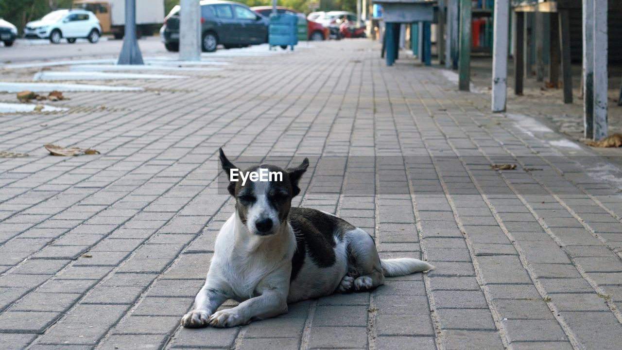 PORTRAIT OF A DOG ON FOOTPATH