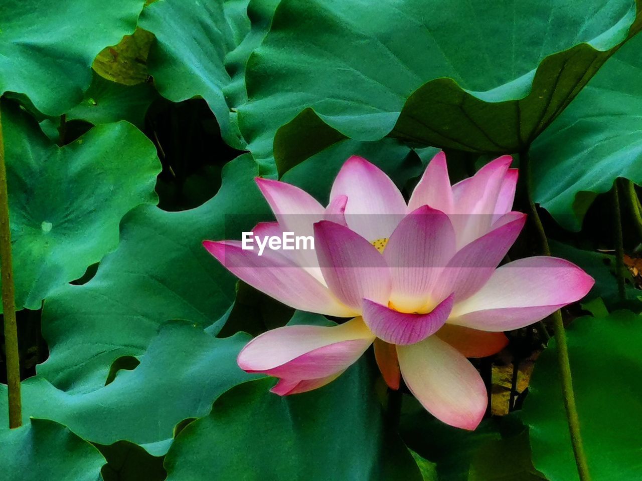 CLOSE-UP OF PINK LOTUS WATER LILY