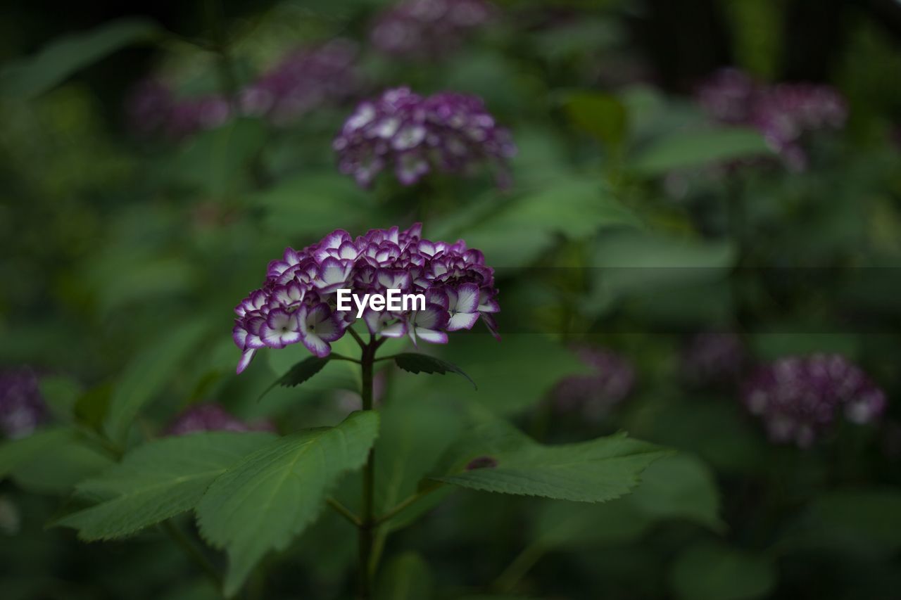 Close-up of purple flowering plant