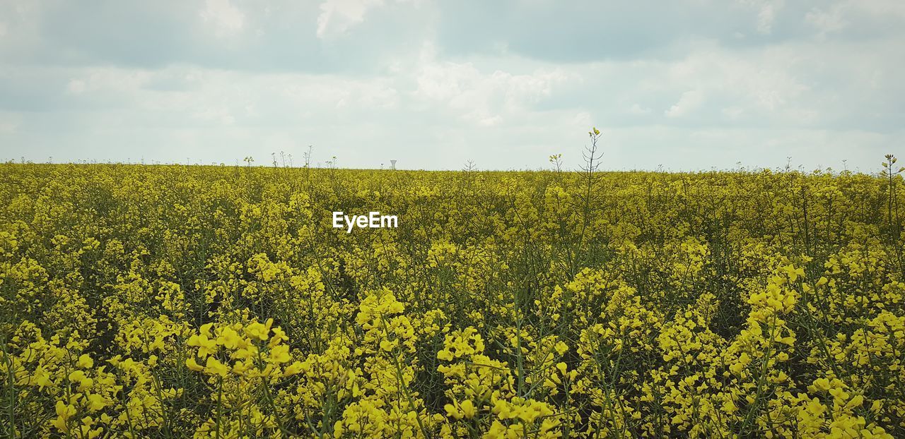 Scenic view of oilseed rape field against sky