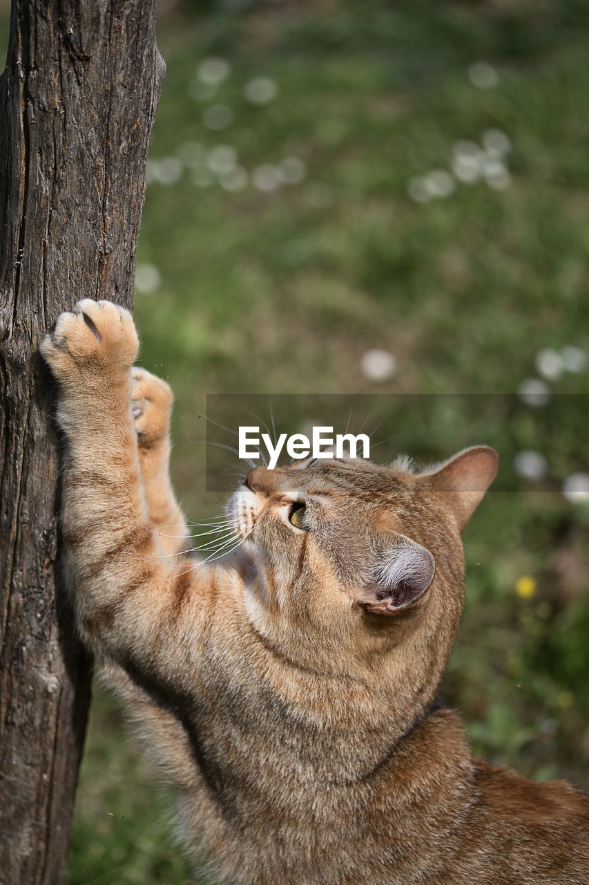 CLOSE-UP OF A CAT ON TREE