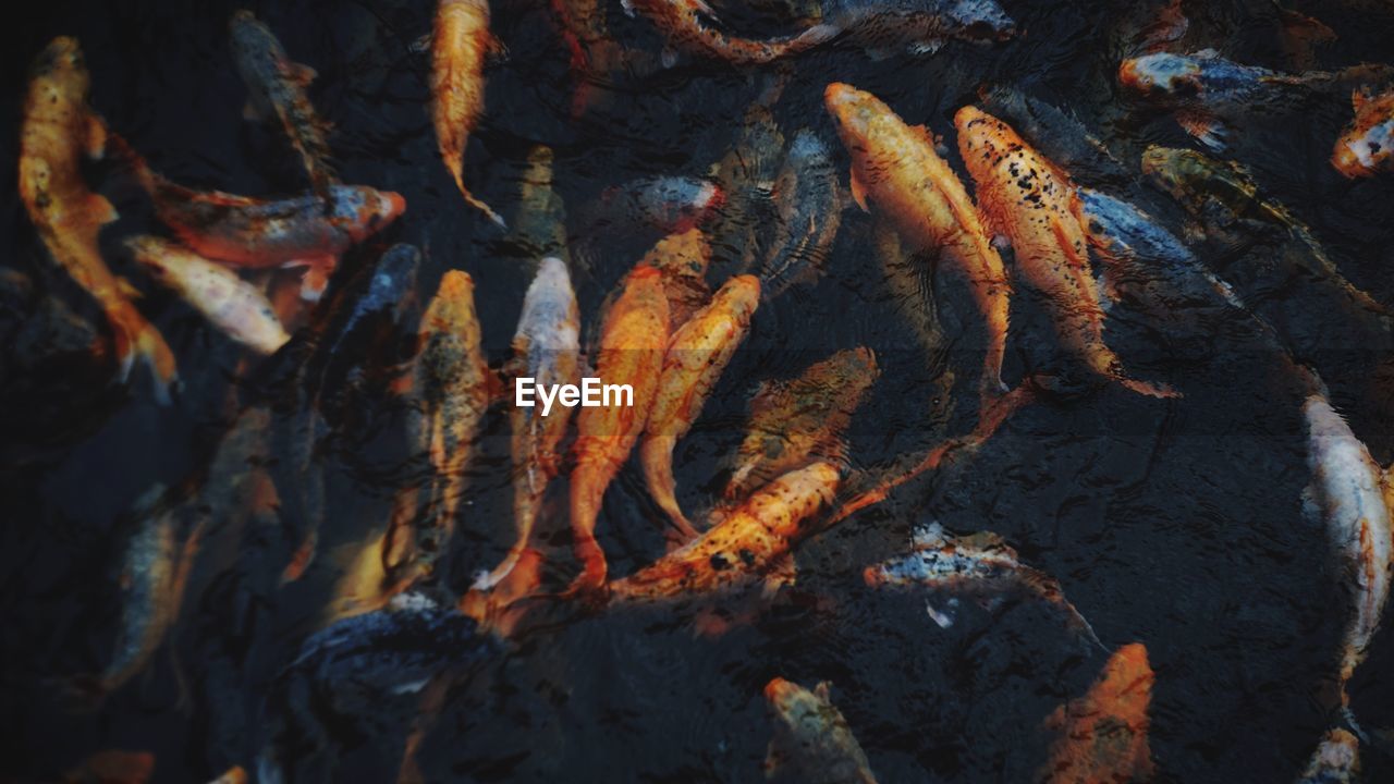 HIGH ANGLE VIEW OF CRAB ON WATER