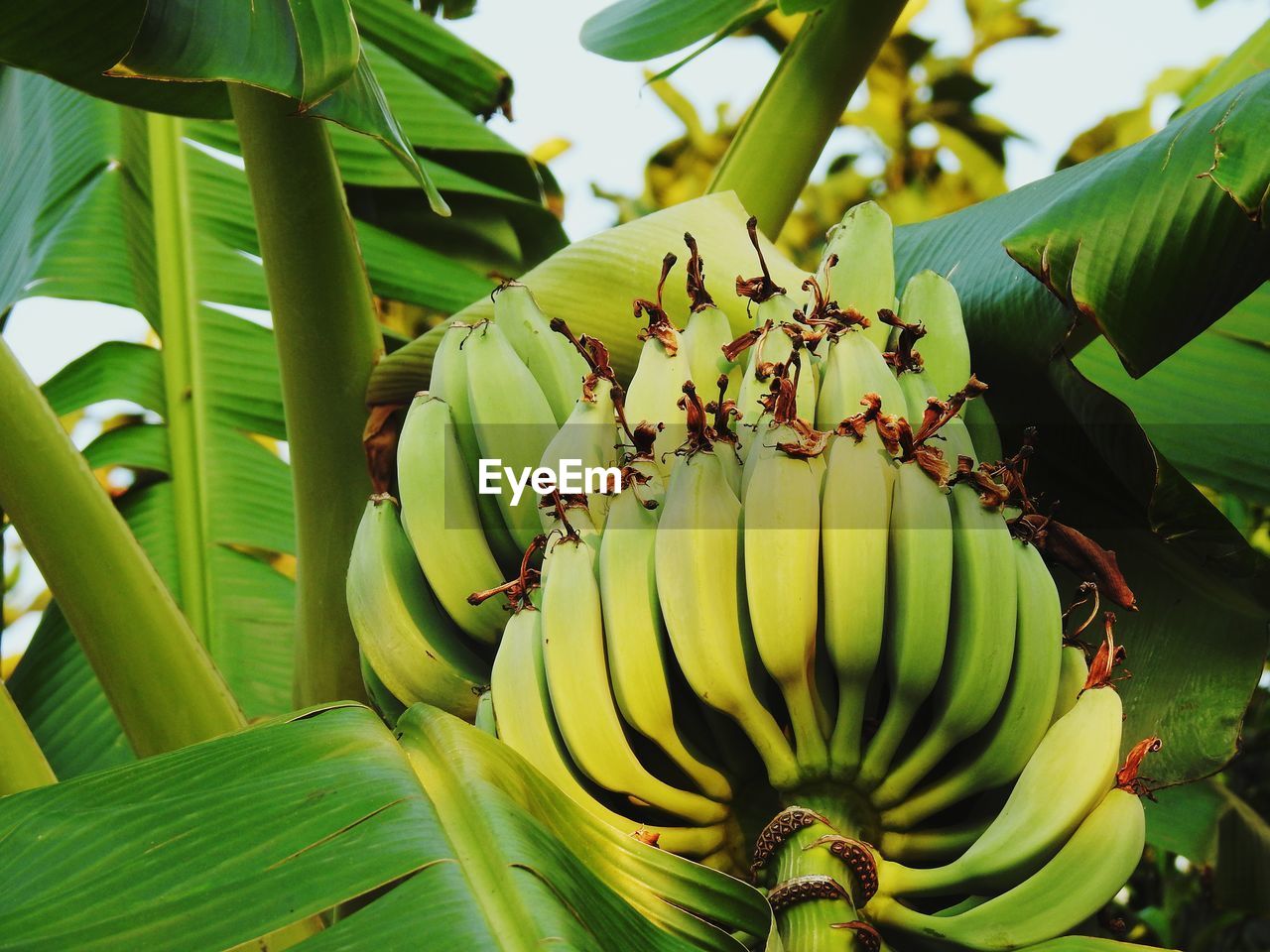 Close-up of banana tree