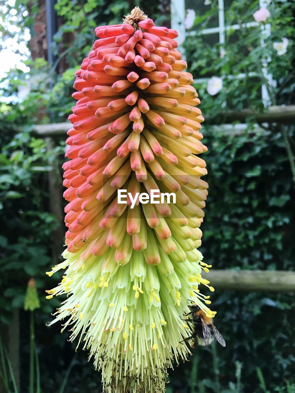 CLOSE-UP OF PLANT AGAINST TREE