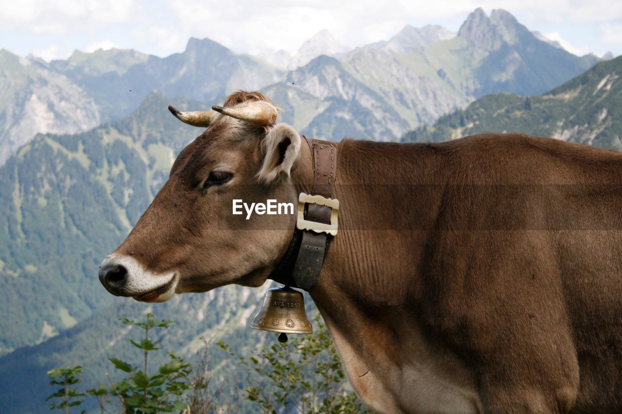 Close-up of cow in mountains
