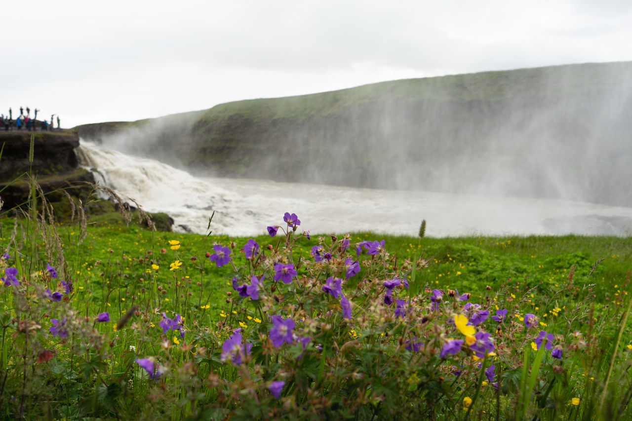 Purple flowering plants on land near gullfoss falls