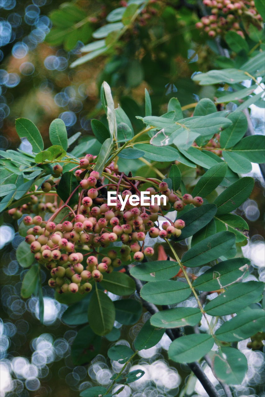 Close-up of berries growing on tree