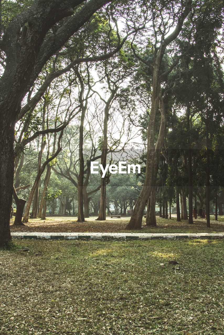 VIEW OF TREES ON LANDSCAPE