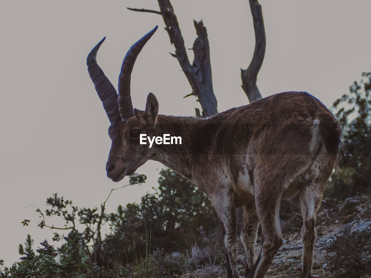 Low angle view of deer standing against sky