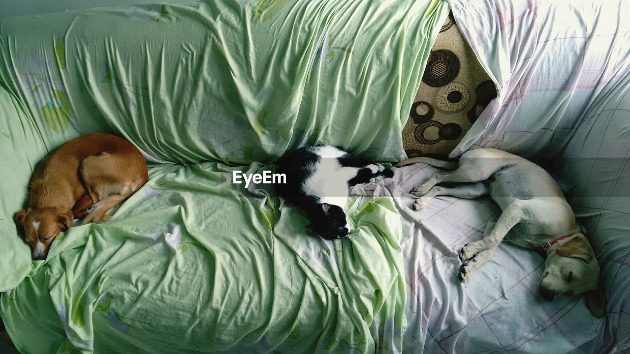 HIGH ANGLE VIEW OF CAT IN BED