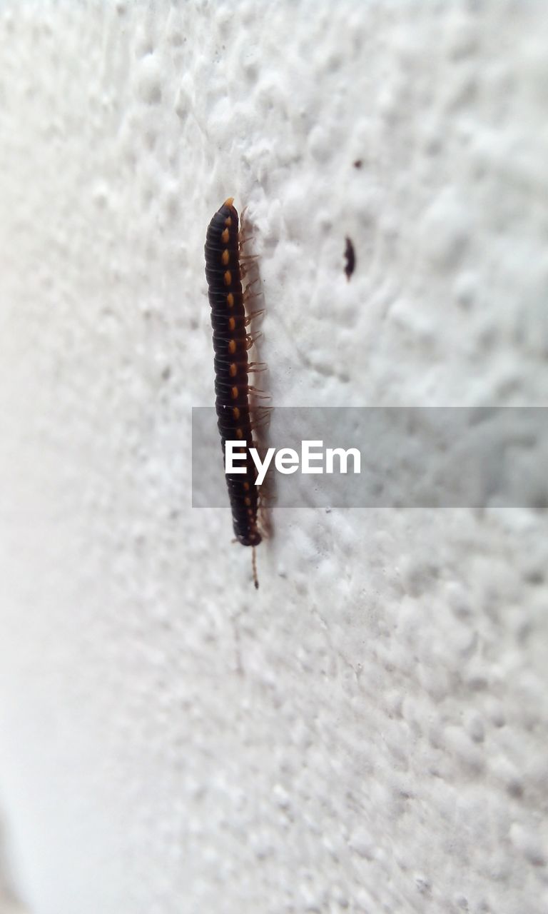 Close-up of caterpillar crawling on wall