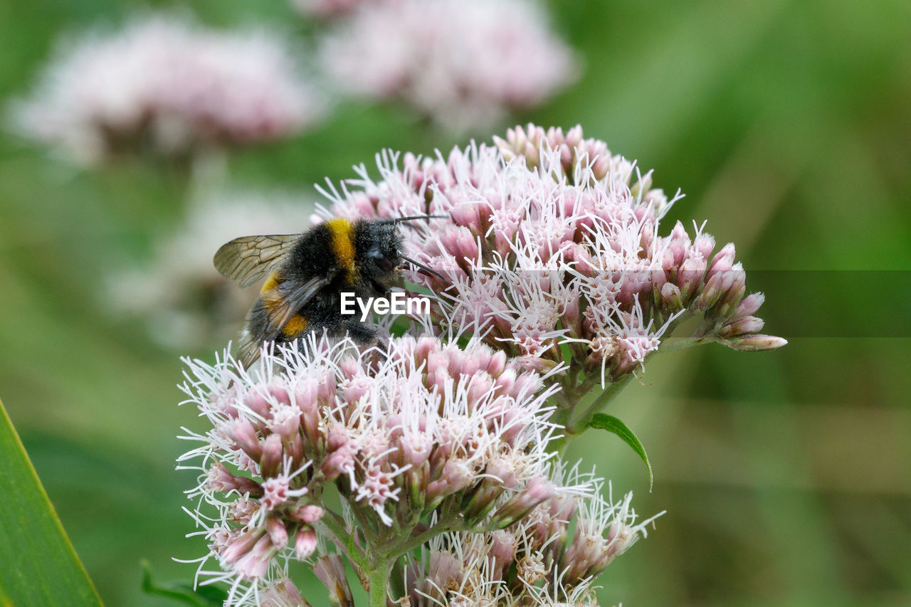 CLOSE-UP OF BEE ON FLOWER