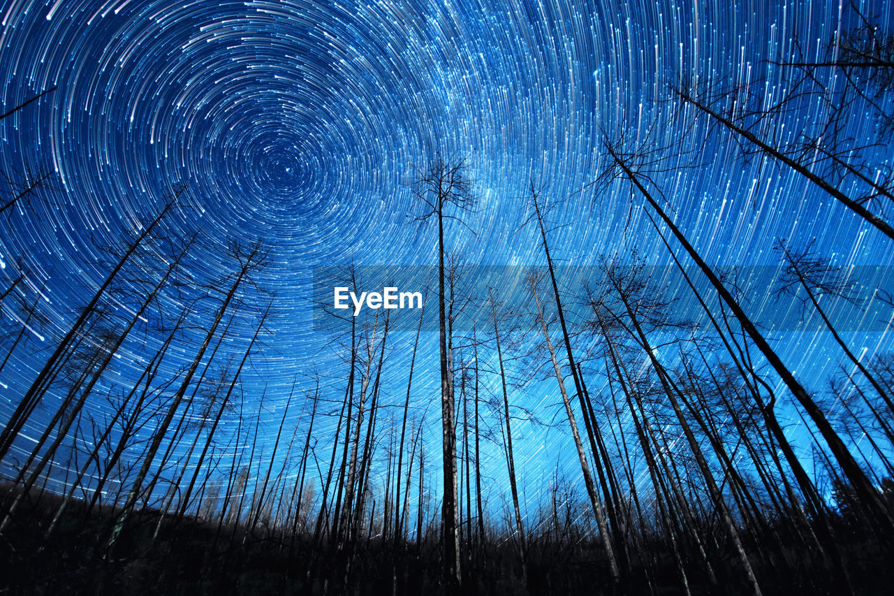 Low angle view of trees in forest at night