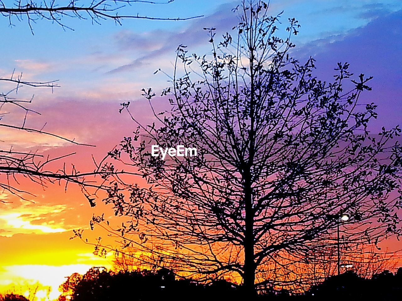 SILHOUETTE OF BARE TREE AT SUNSET