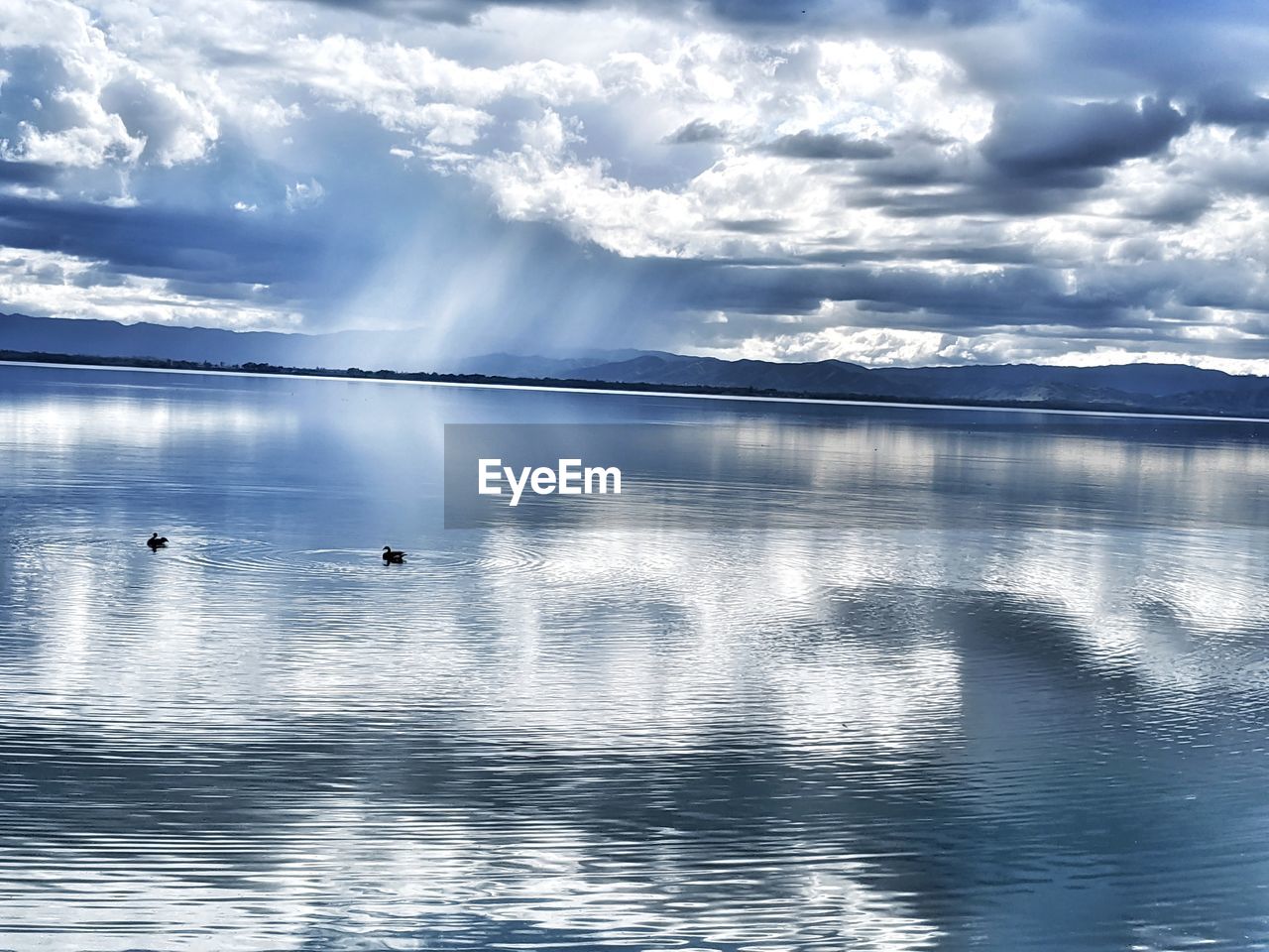 Concentric pattern in the water by geese against rain shower over mountains.