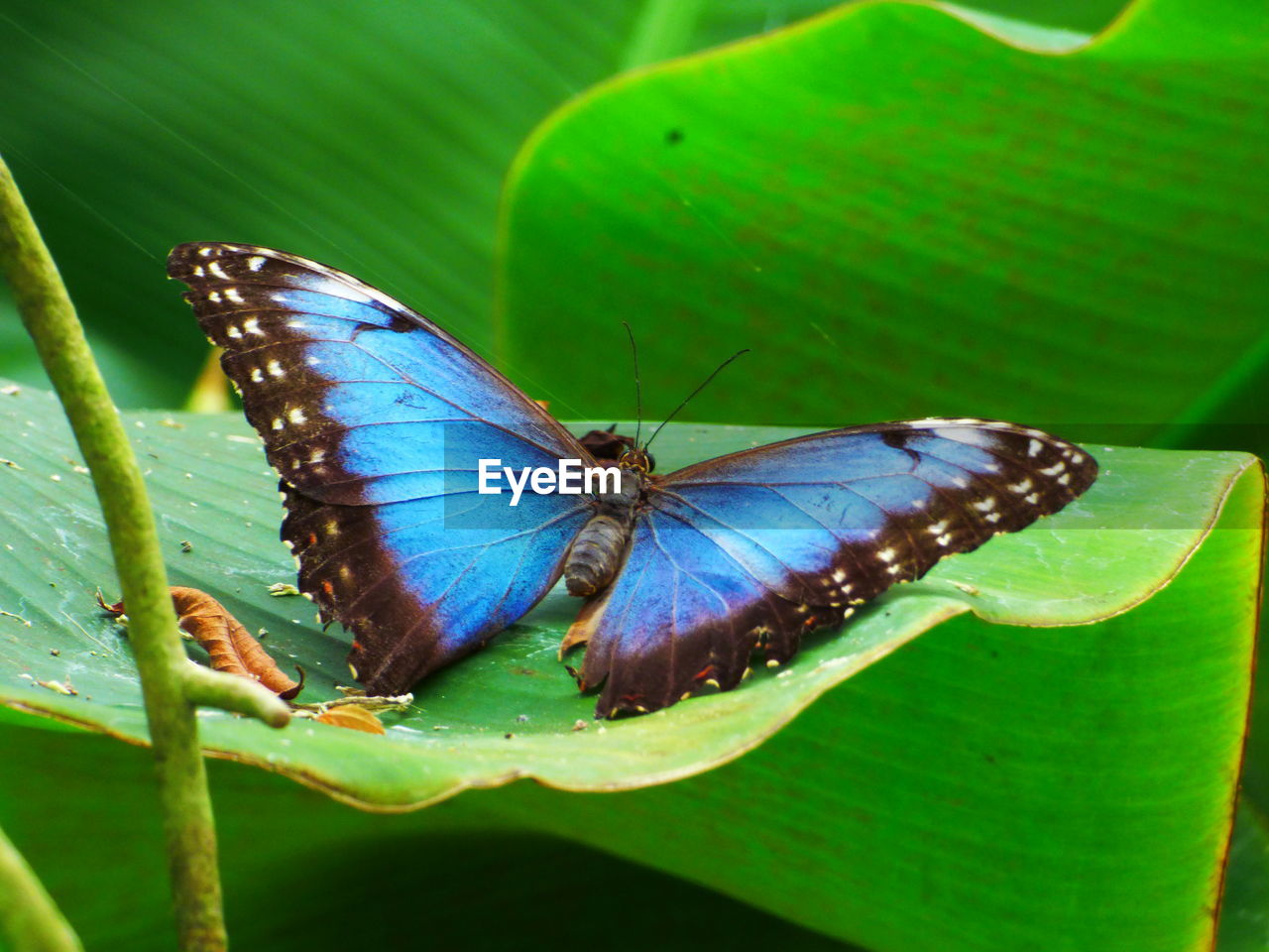 CLOSE-UP OF BUTTERFLY