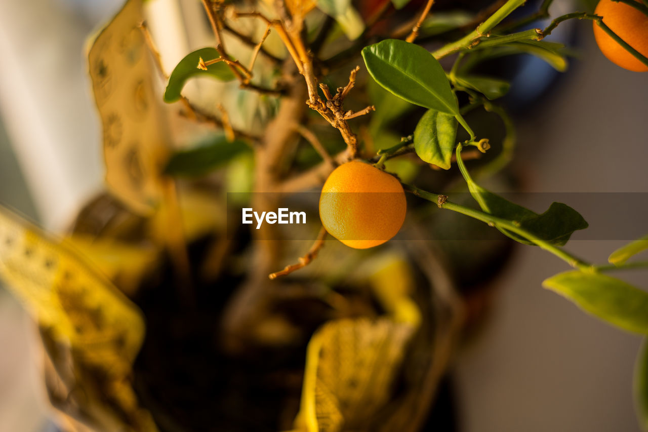 close-up of fruit on tree