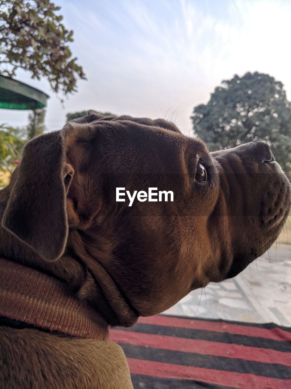 Close-up of a dog looking away