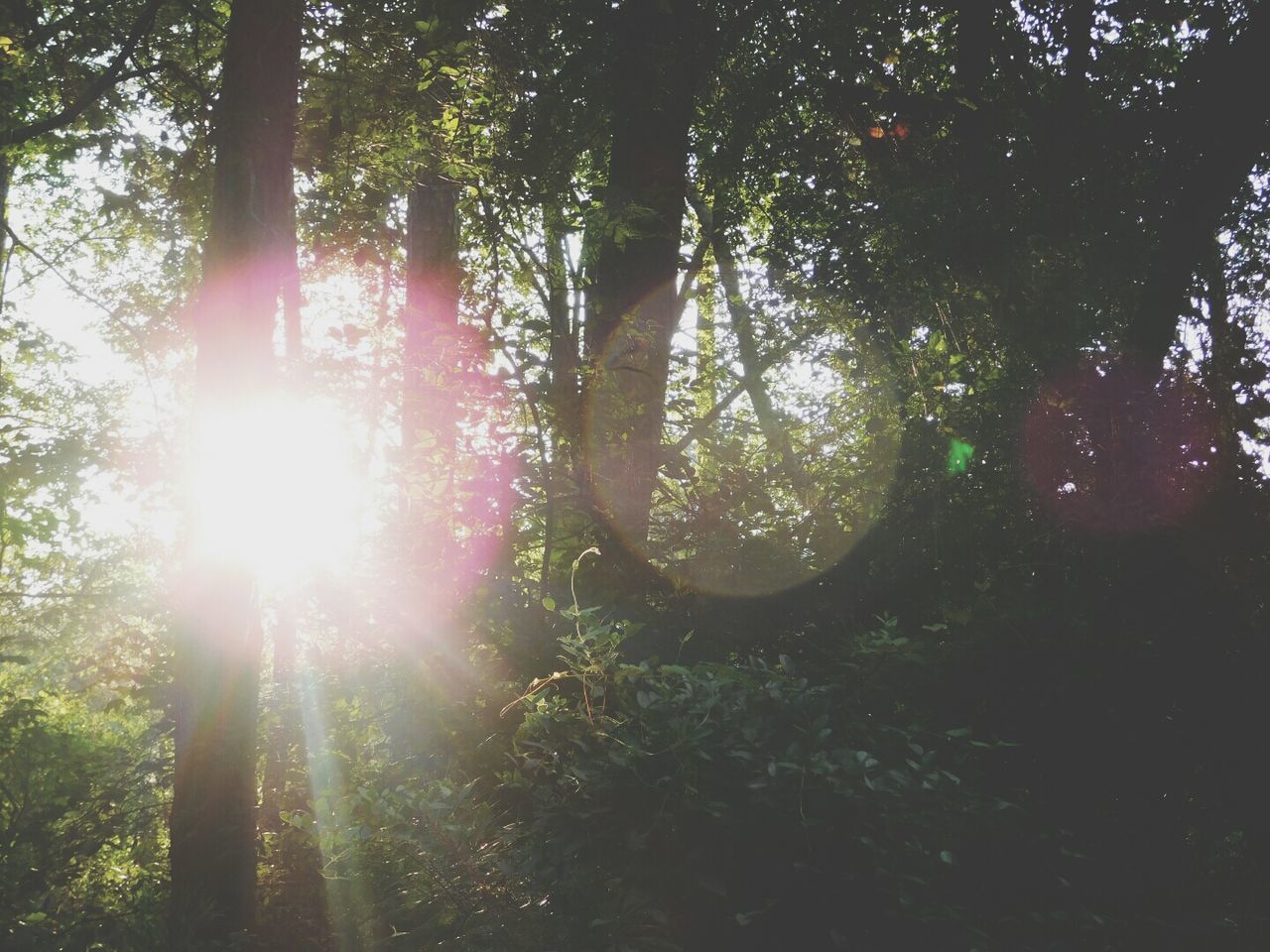 SUN SHINING THROUGH TREES ON SUNNY DAY