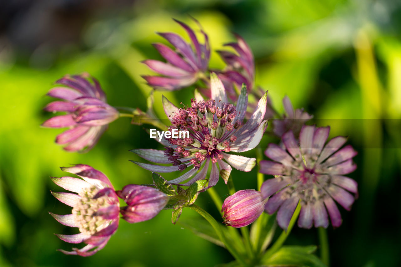 Close-up of purple flowering plant