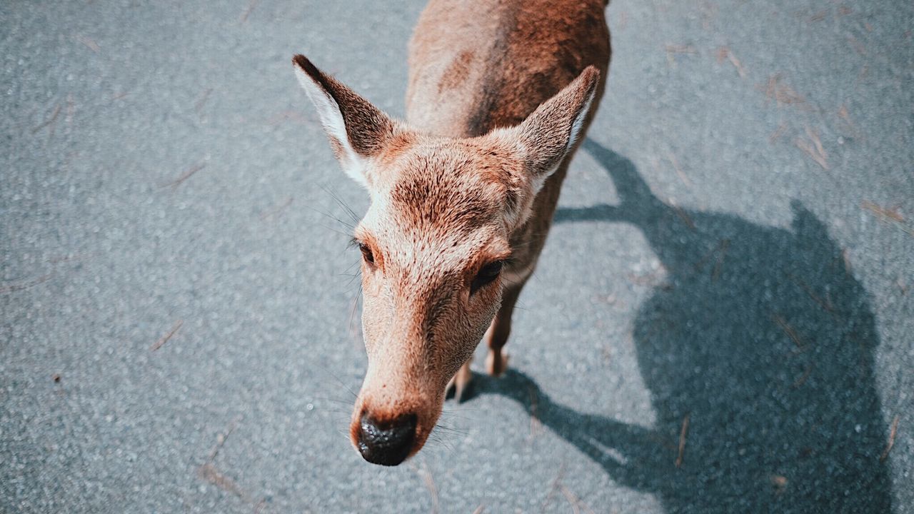 Portrait of deer