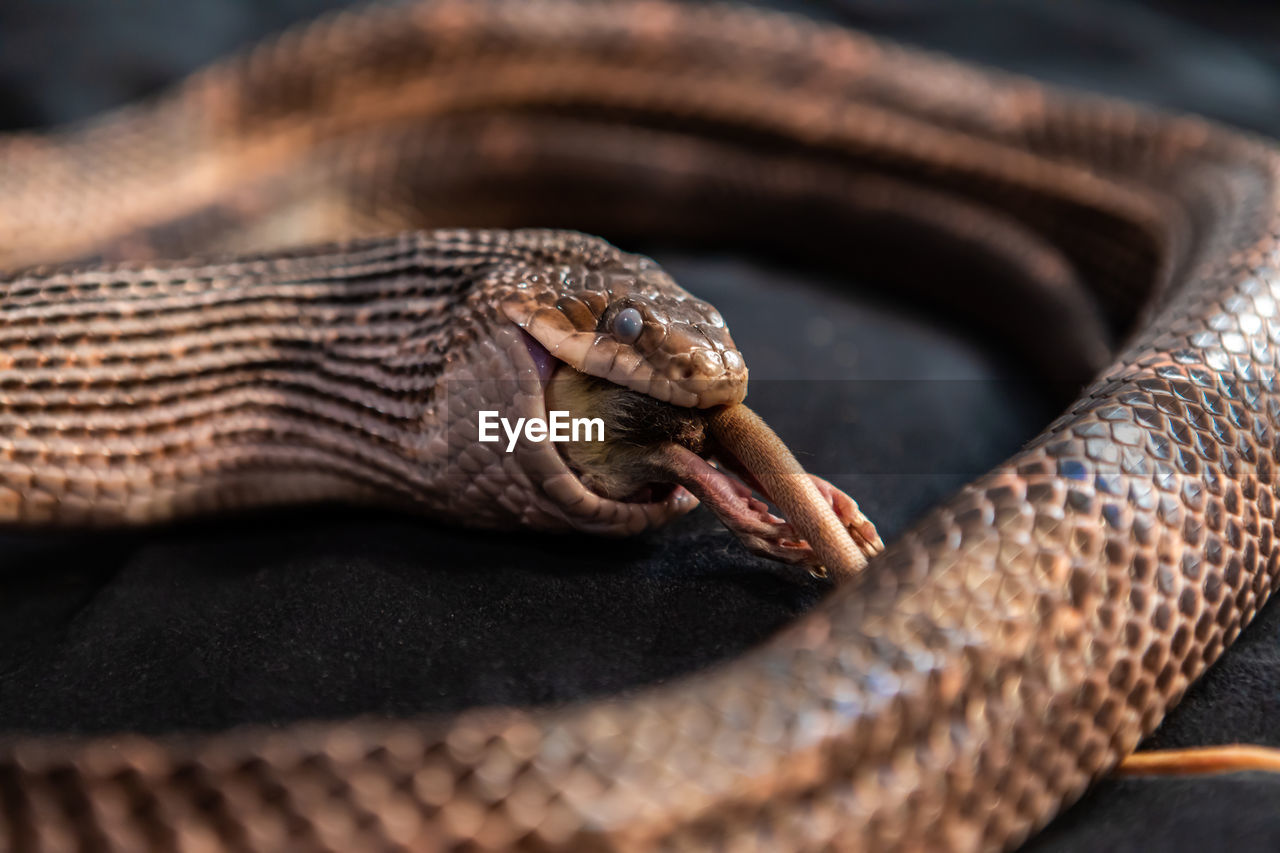 Close-up of snake eating rat