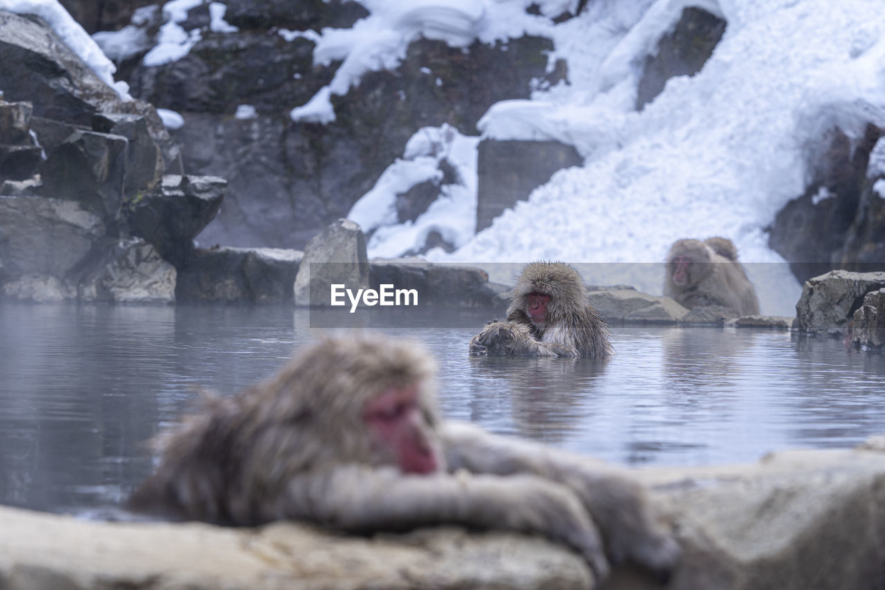 Monkeys soaking onsen at hakodate is popular hot spring. monkey family on hakodate in japan.