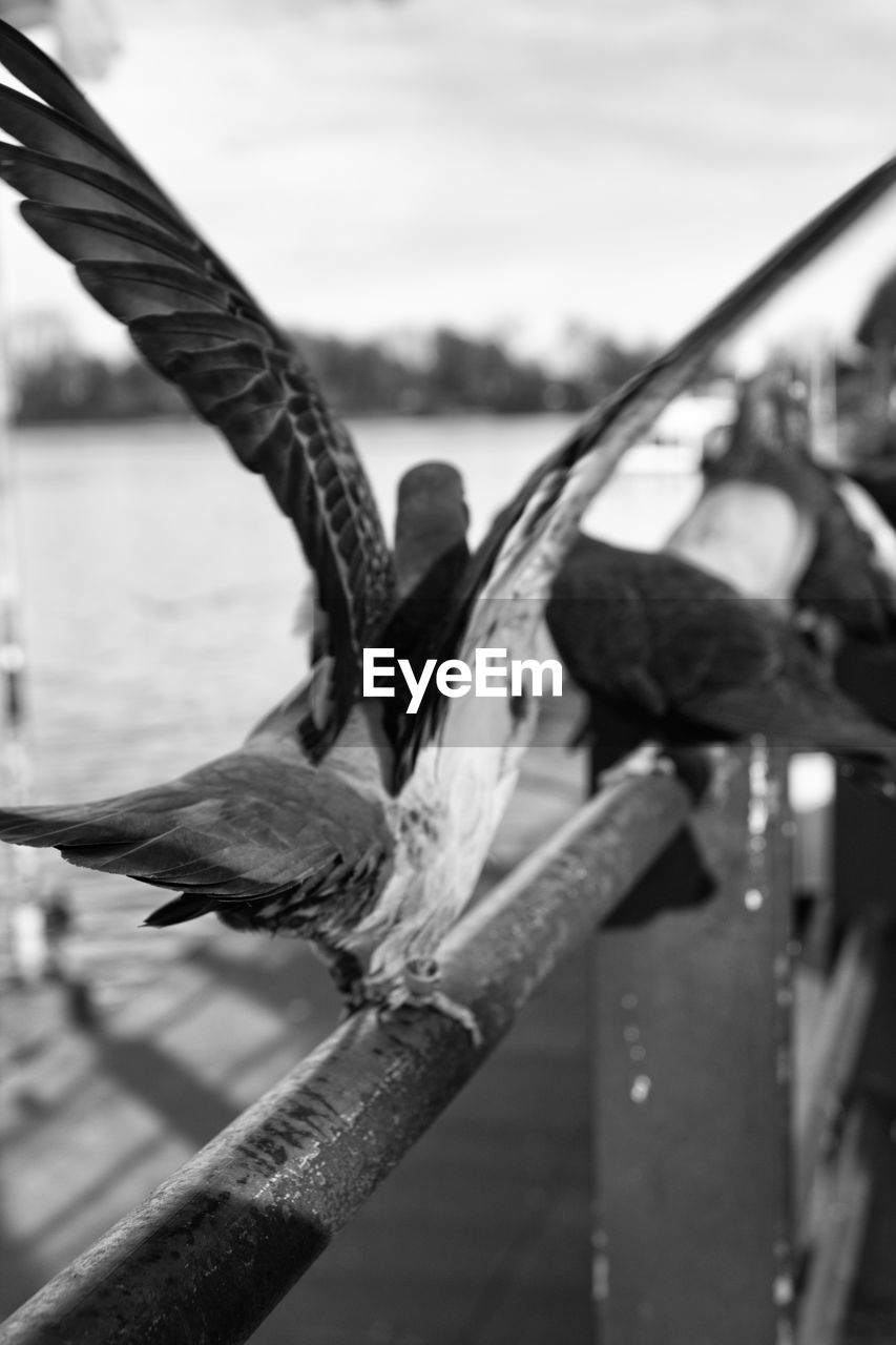 CLOSE-UP OF BIRD ON RAILING
