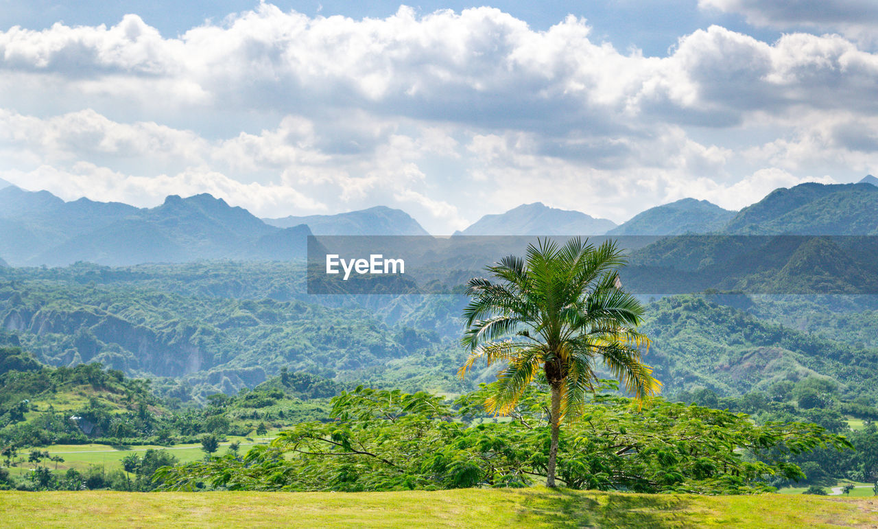 Scenic view of palm trees on landscape against sky