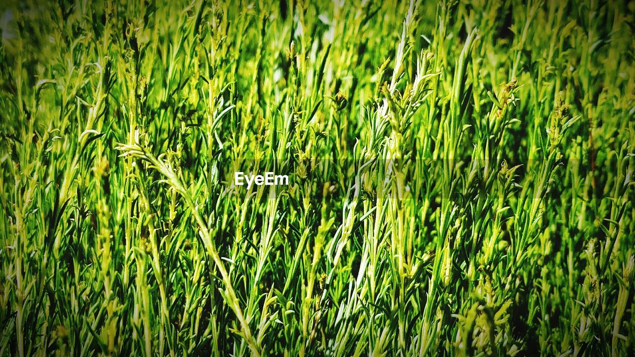 FULL FRAME SHOT OF GRASS FIELD