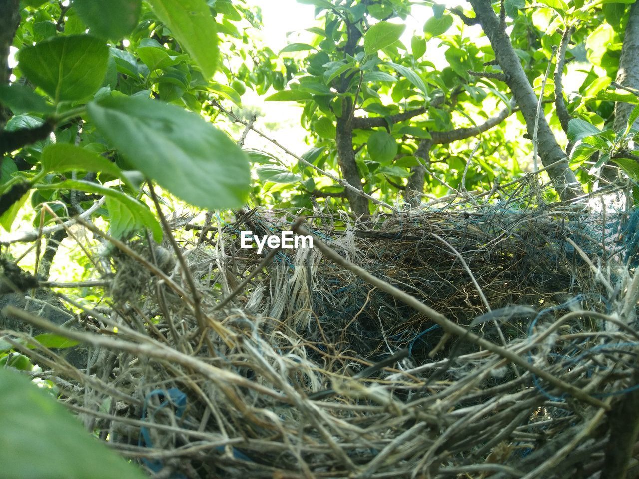 CLOSE-UP OF BIRD NEST ON BRANCH