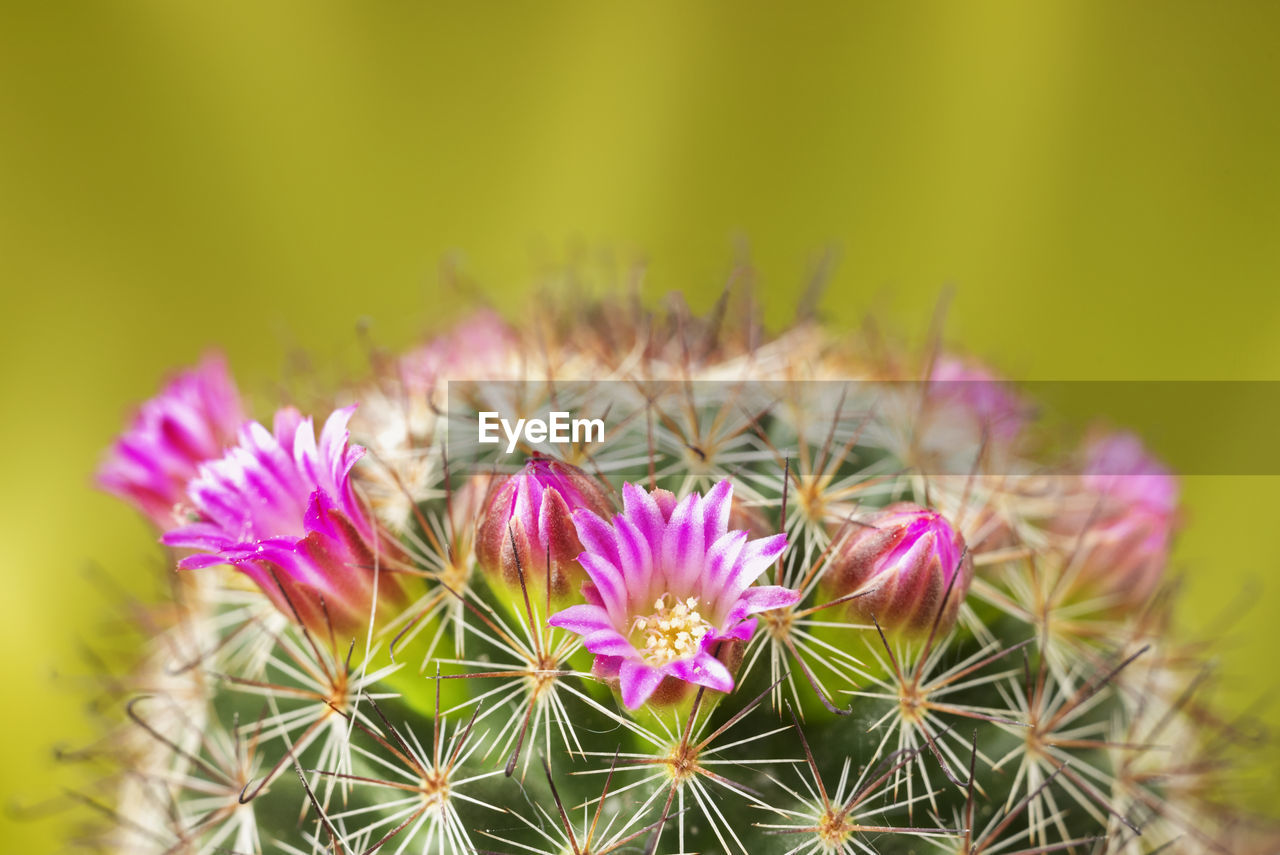 Cactus corolla with bright flowers with pink petals yellow stamen and beautiful spines ,studio shot