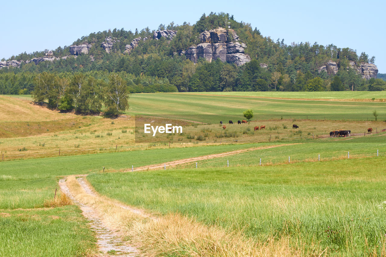 Scenic view of farm against sky