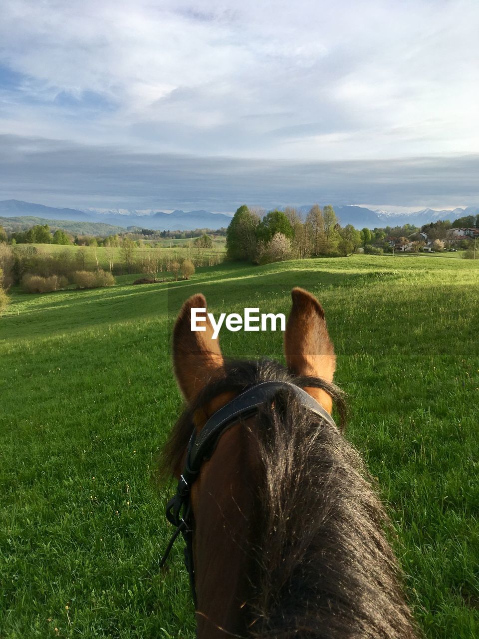 HORSE CART ON FIELD