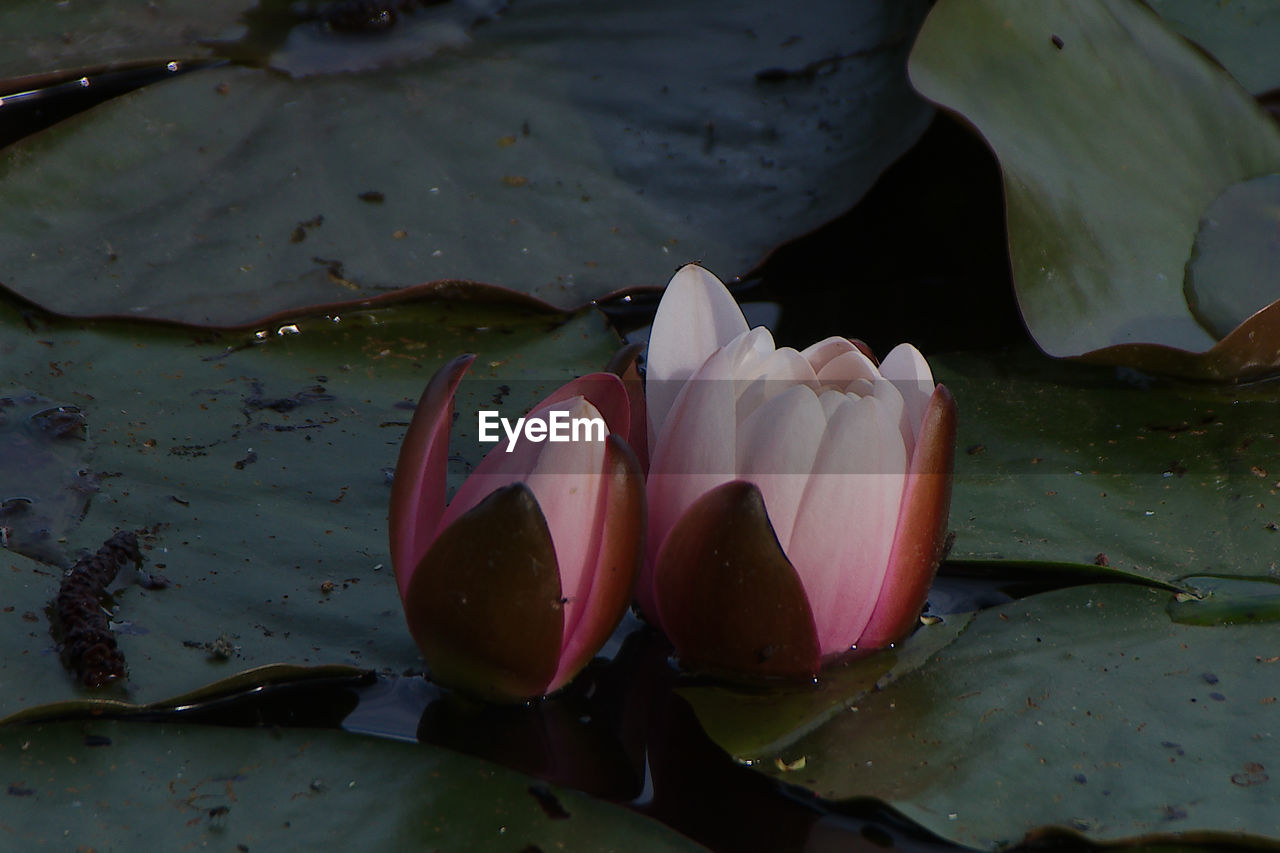 high angle view of water lily