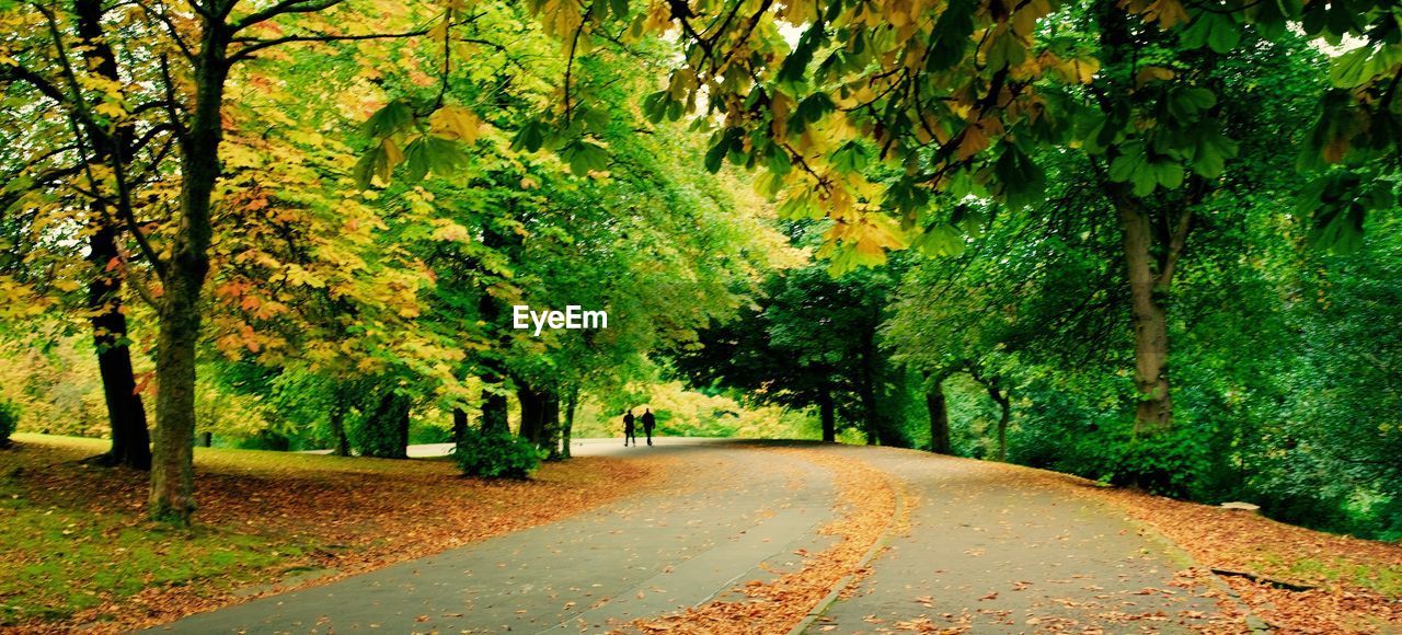 VIEW OF TREES IN FOREST