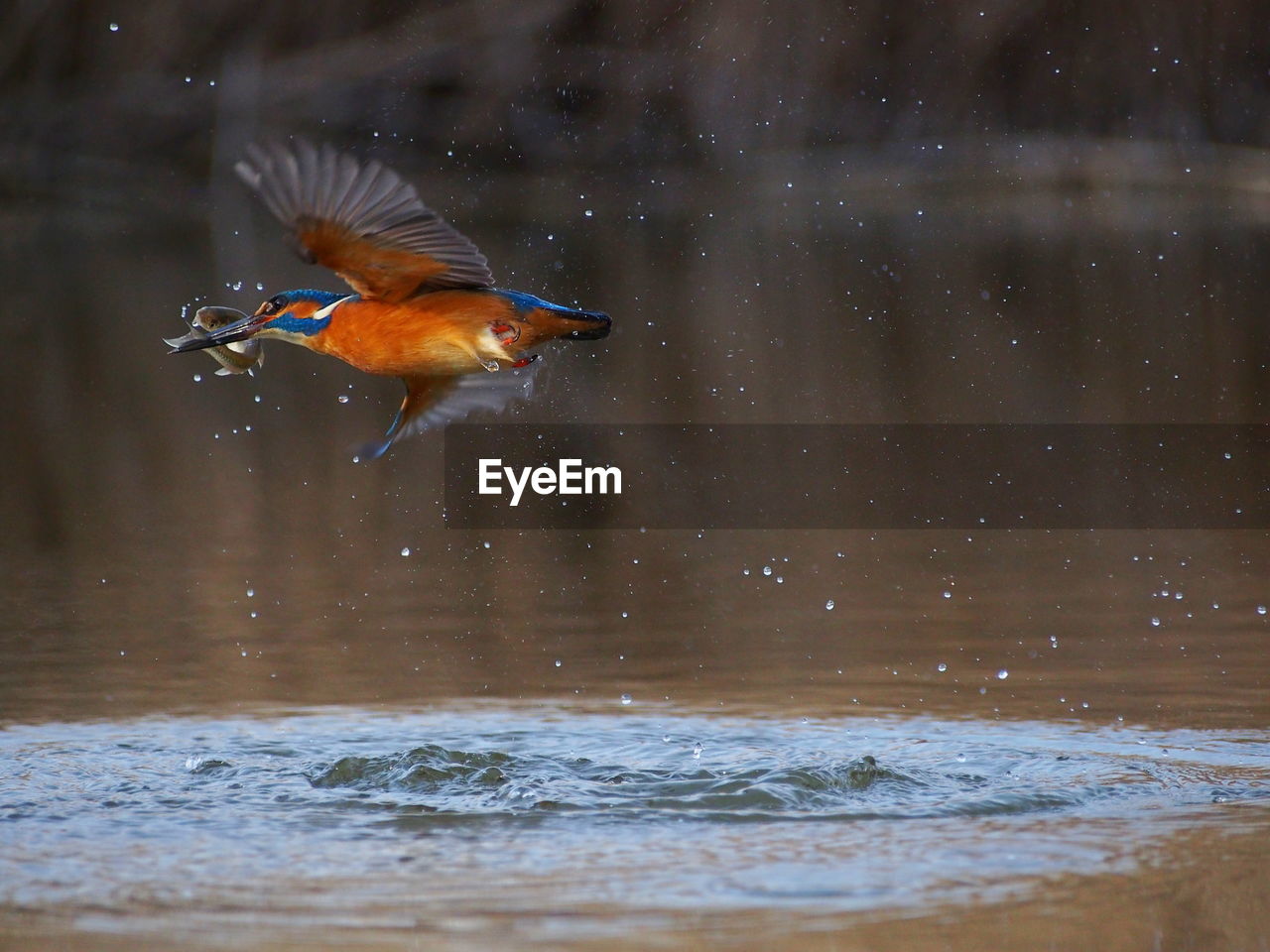 CLOSE-UP OF DUCK IN WATER