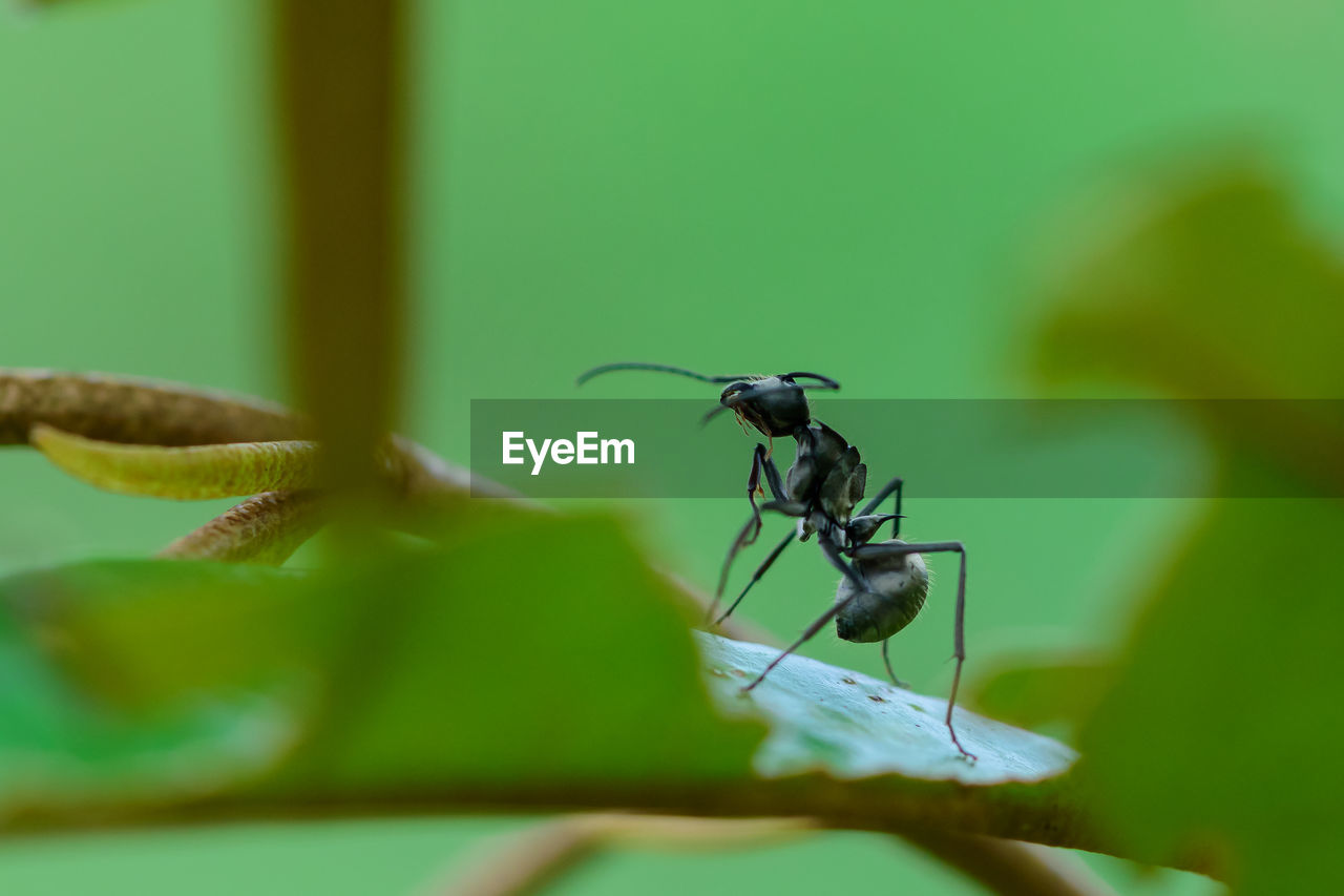 CLOSE-UP OF INSECT