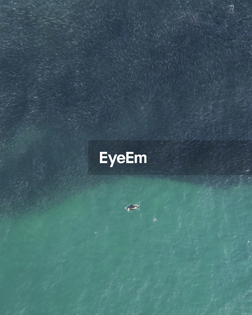 High angle view of a seal swimming in sea near a school of fish