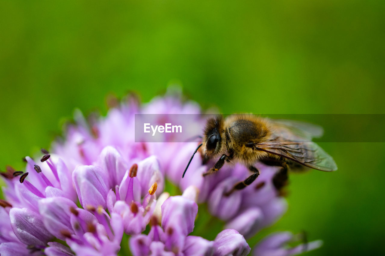 CLOSE-UP OF BEE ON PURPLE FLOWER