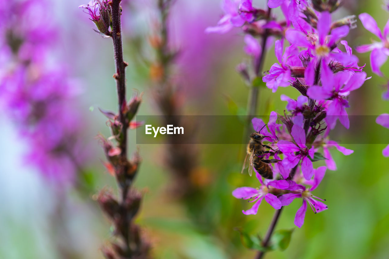 CLOSE-UP OF BEE POLLINATING ON PURPLE FLOWERING PLANTS